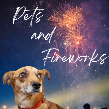 Pets and fireworks, scared dog, loud noisesPicture