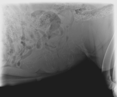 Eastview Animal Hospital radiograph of puppies in abdomen
